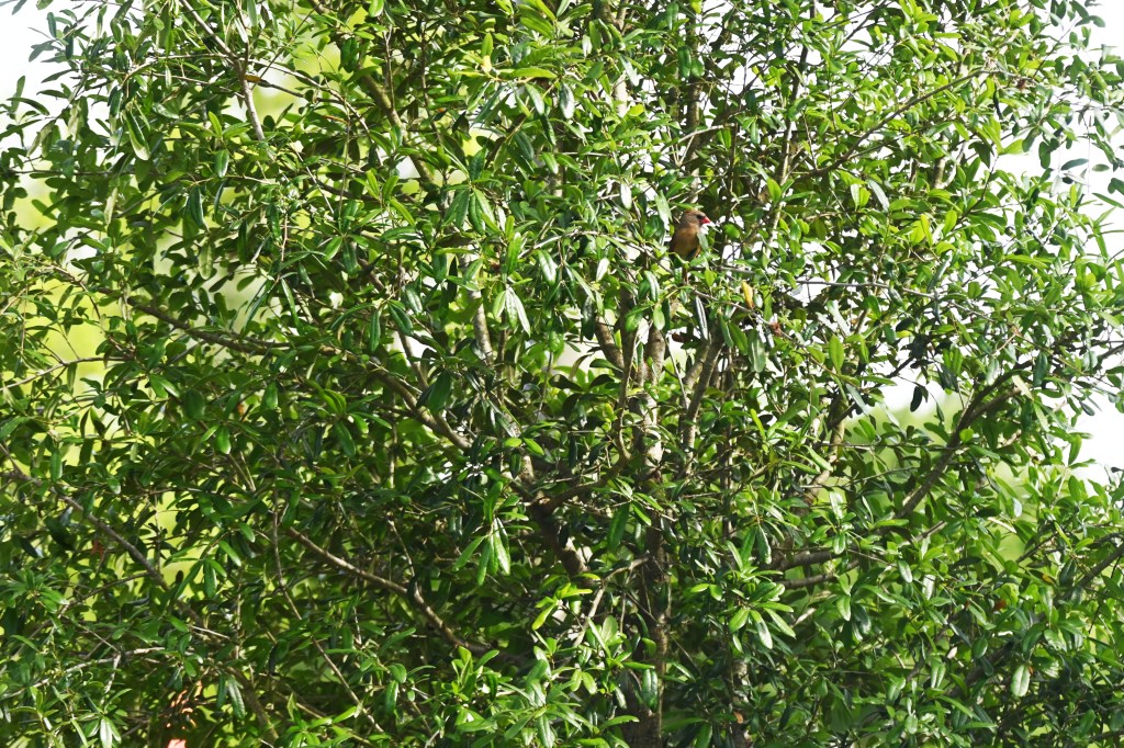 My Son's memorial Live Oak