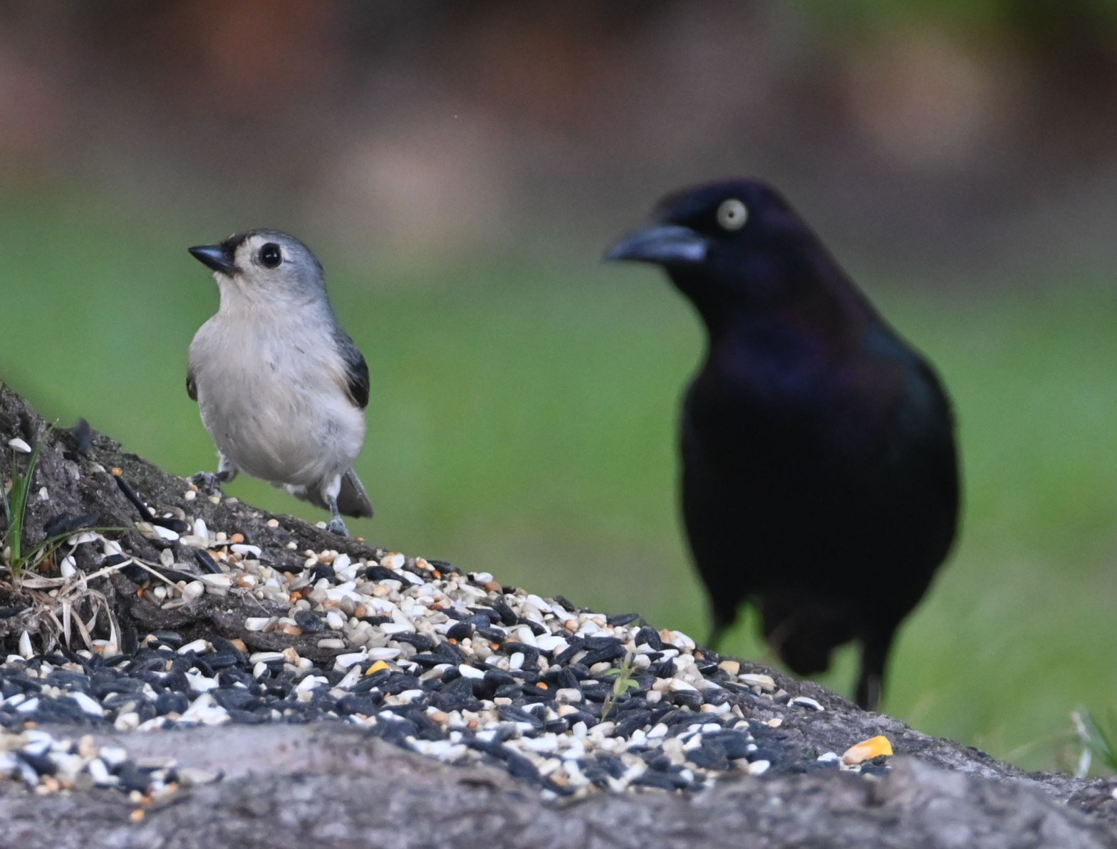 Tufted Titmouse and Common Grackle side by side at base of maple tree
